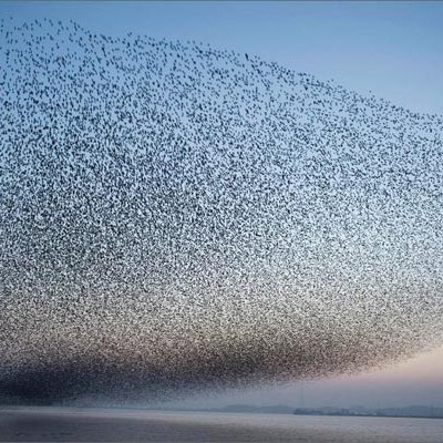 A CLOUD OF DUCKS